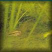 http://aquariopourlesnuls.free.fr/images/algues/alguefil.jpg